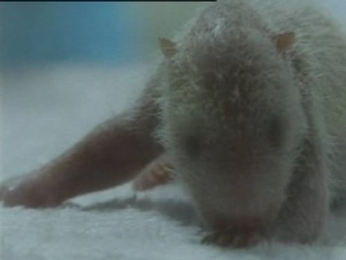 Chengdu - This cub and his brother were born on day 2 of the Olympics