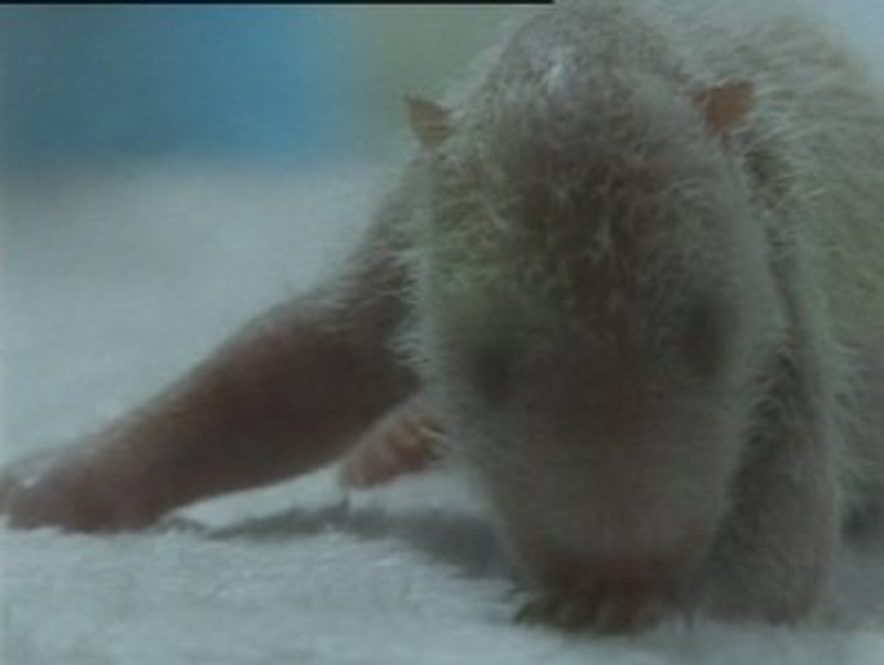Chengdu - This cub and his brother were born on day 2 of the Olympics