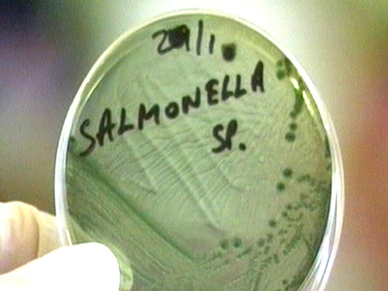 Salmonella - More than 100 cases in Ireland &amp; UK