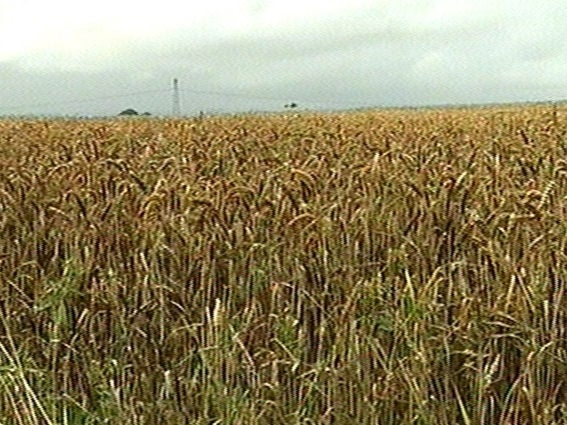 Wheat crops - Cannot be harvested