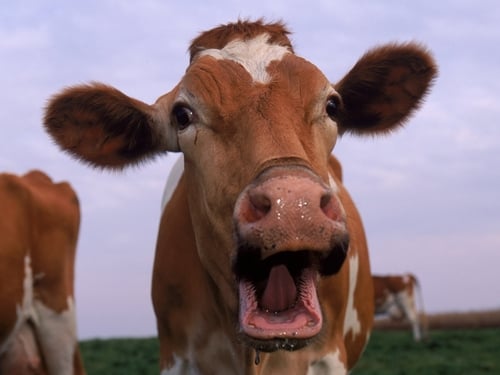Cows - Preparing for pageantry