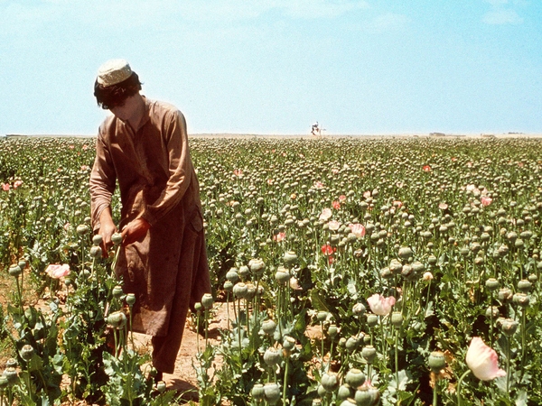 Opium - 20 out of 34 provinces are now poppy free