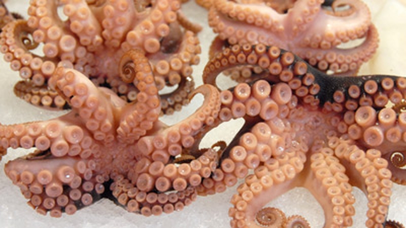 Richard Corrigan's Stuffed Baby Squid with Chorizo and Organic Feta