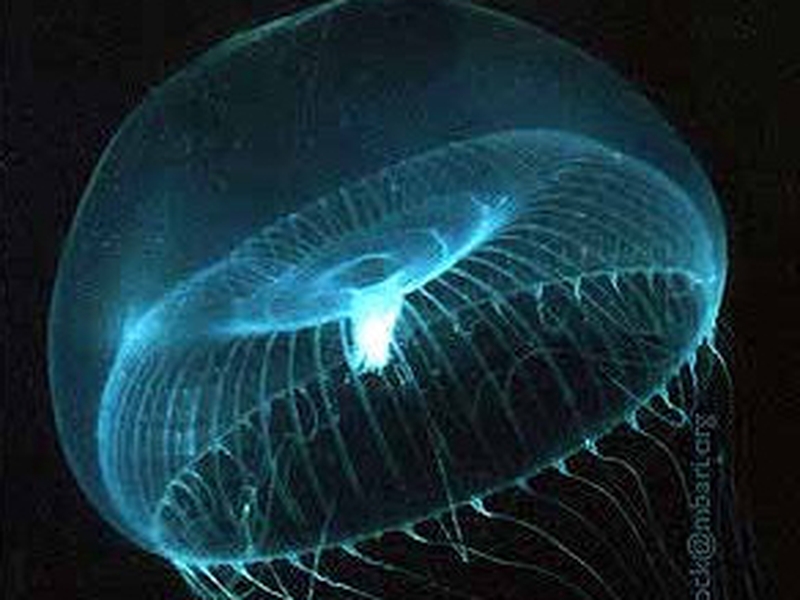 Aequorea victoria - Source of protein GFP