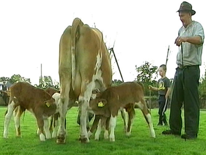 Loughrea - Quadruplet calves
