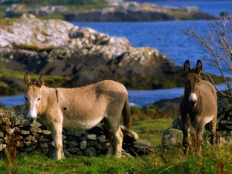 Criminal intent - Donkey goes down for theft
