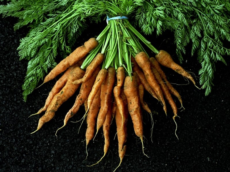 Nobbly carrots - Saved after laws were scrapped