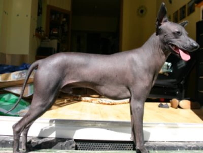 Peruvian Hairless Dog - A breed like this one could soon sully the White House lawn