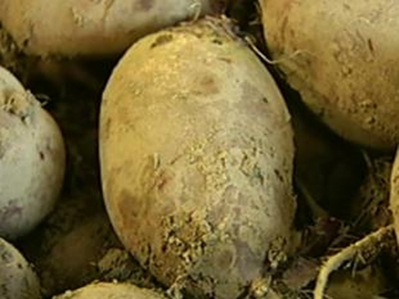 Potatoes - Concern expressed by farmers at meeting