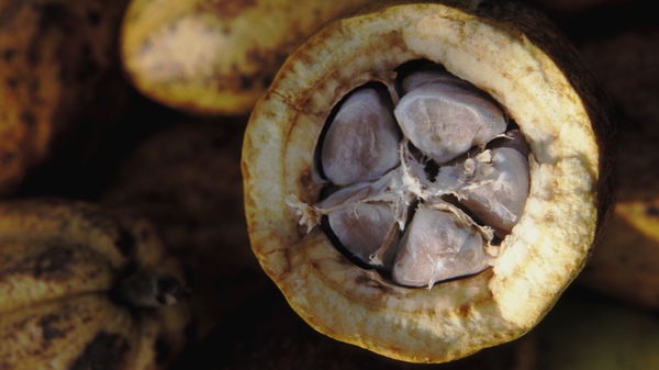Raw Cacao Bon Bons