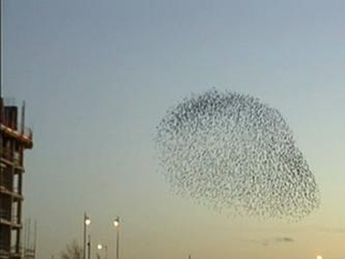 Belfast - These starlings come out at twilight