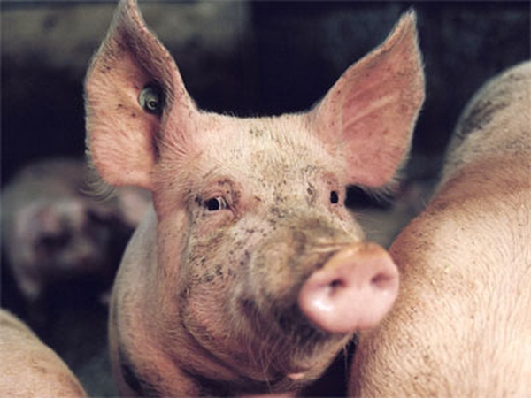 Irish pork - 22 countries known to be affected by scare