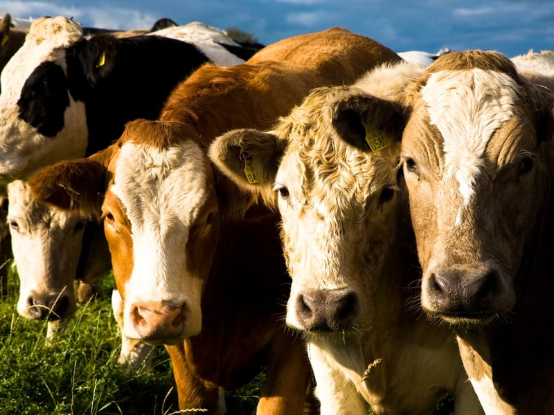 Cattle - Disease cost millions