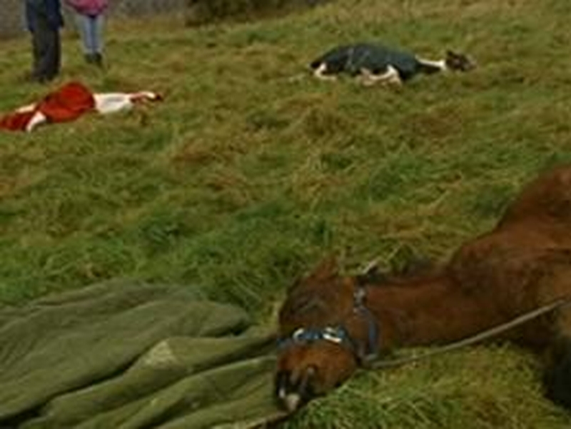 Waterford - Ponies attacked