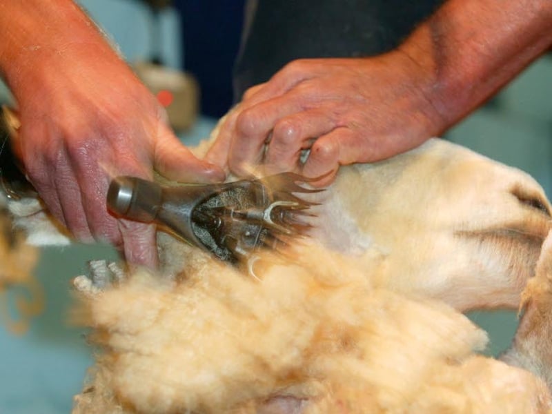 Sheep shearing - Scotsman undercut record