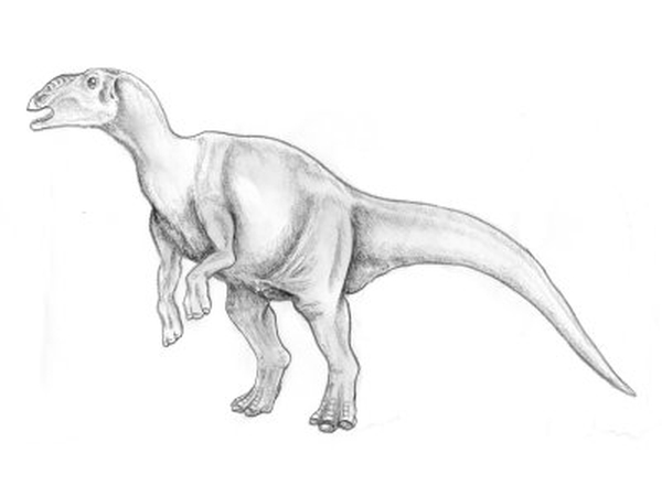 Hadrosaurus - A 20m fossil was found at 'Dinosaur City' which could be a record