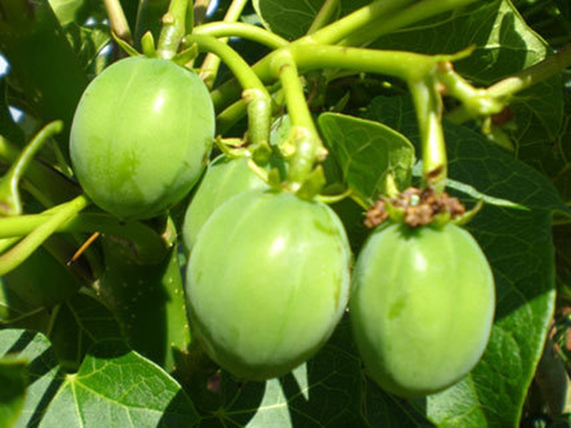 Jatropha Plant - These seeds could help green the skies