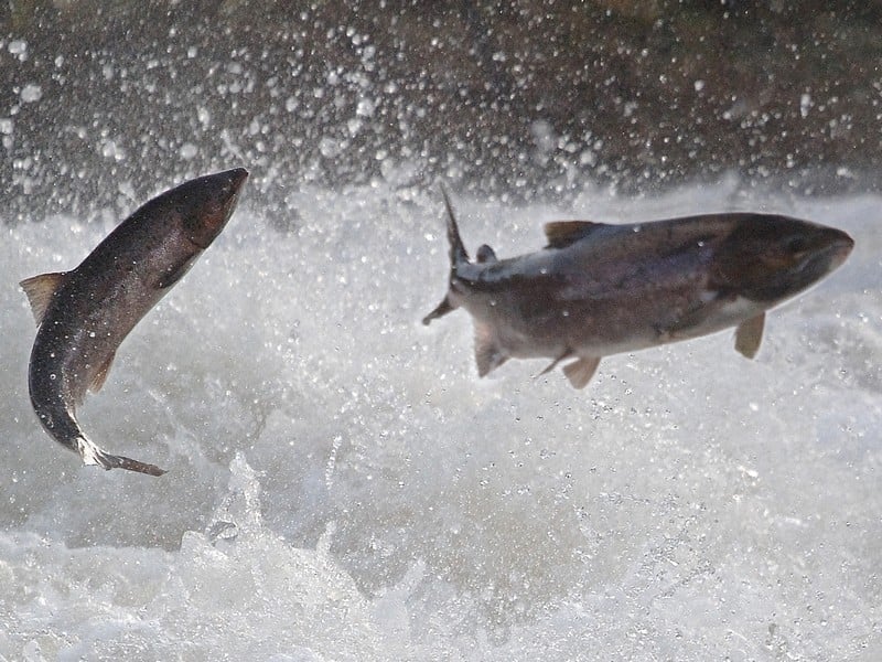 Salmon - No fish caught of first day of season