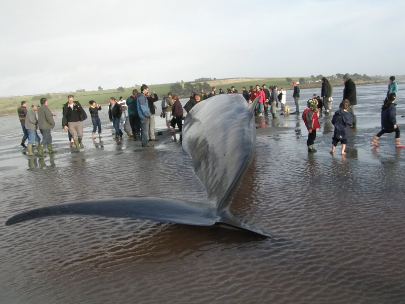 Courtmacsherry - Beached whale dies - (Pic: Zoe Turner &amp; Steven O Driscoll)
