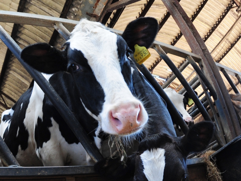 Contaminated milk - Risk to health 'extremely low'