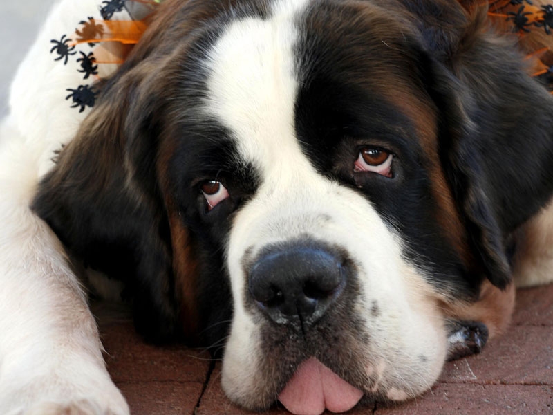 BBC wrangle over the use of a St Bernard dog
