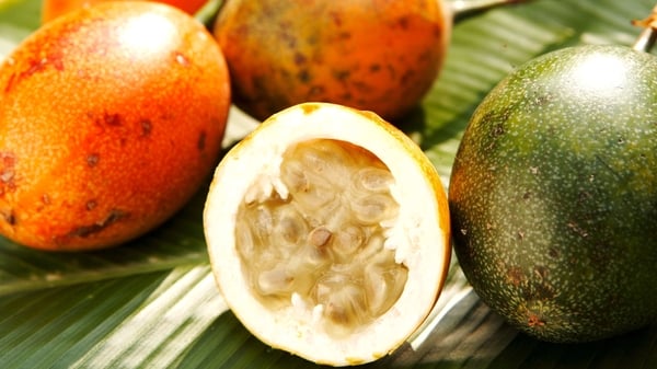 Tamasin Day Lewis's Citrus Fruit Salad