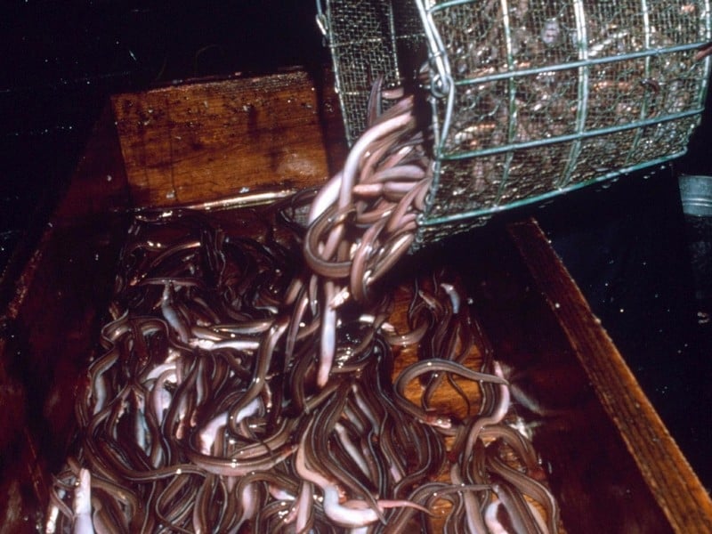 Eels - EU wants to preserve stocks