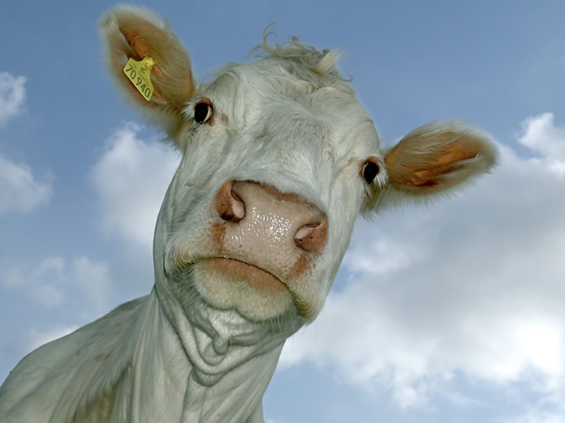 Fancy a drink anyone? - Move over milk, there's a new bovine beverage in town