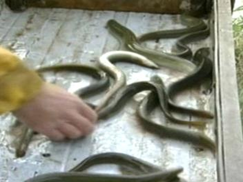 Eels - Minister's claims rejected by fishermen