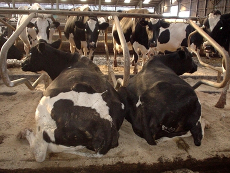 Animals - Revision of transport rules