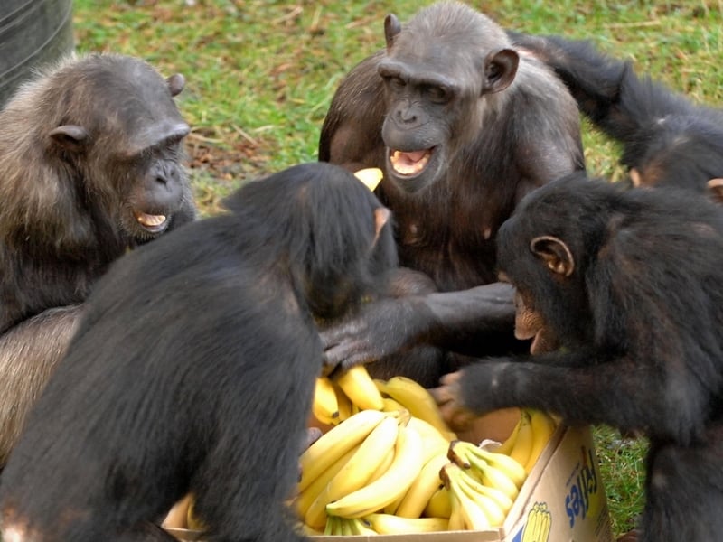 Monkey World - These apes went bananas for this free haul of the yellow stuff
