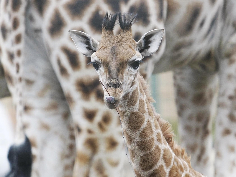 Neema - The seventh member of Dublin Zoo's giraffe herd