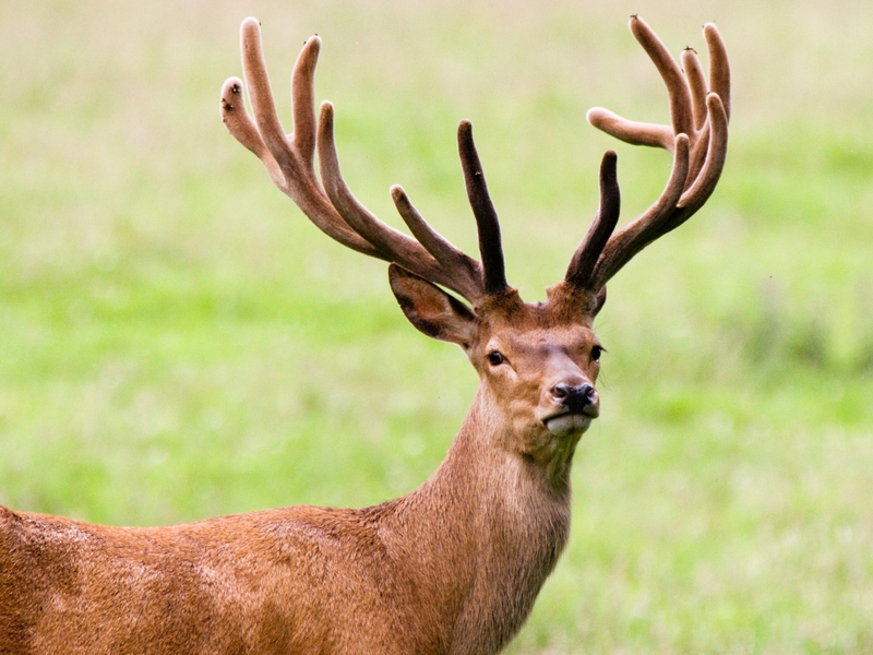Deer - Population has increased in recent years