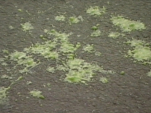 Green custard - Remnants of the liquid used in attack