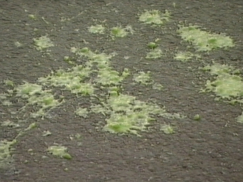 Green custard - Remnants of the liquid used in attack