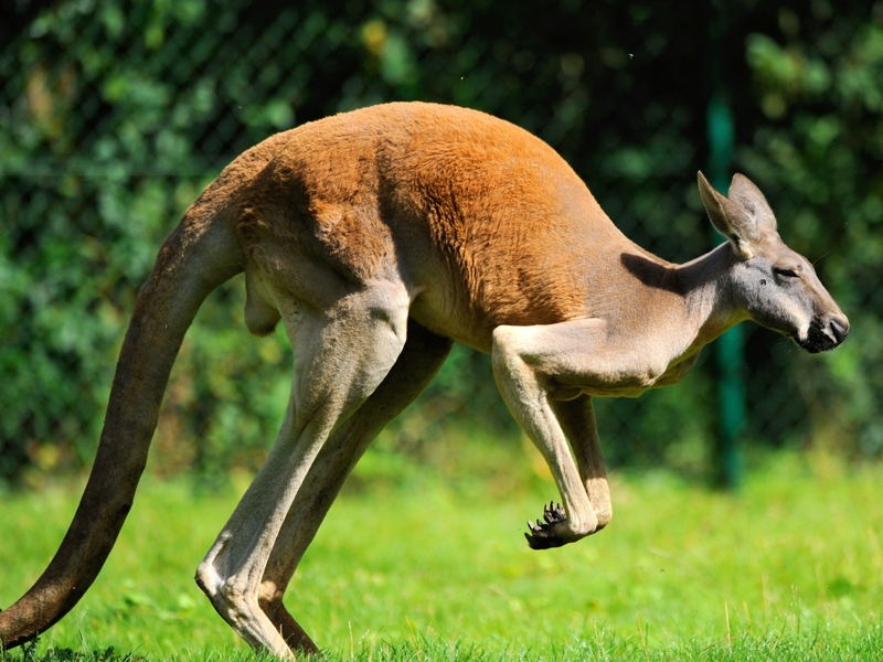 Kangaroo - A family had a close encounter with the animal