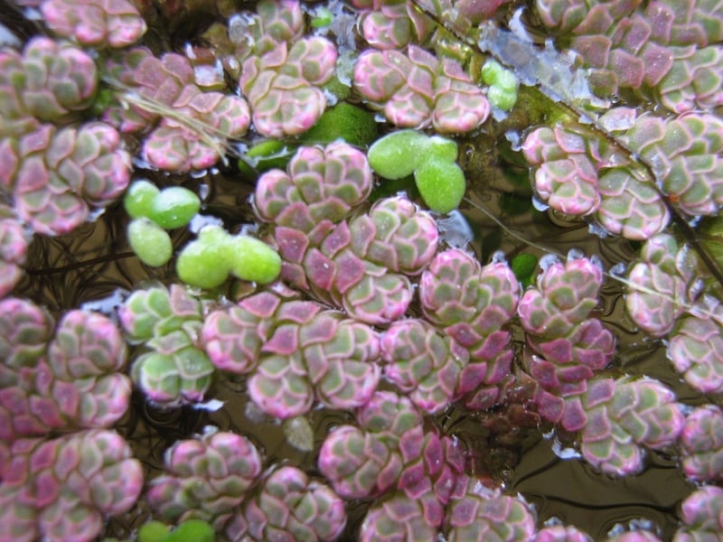 Azolla filiculoides - Has invaded a waterway near Lough Corrib