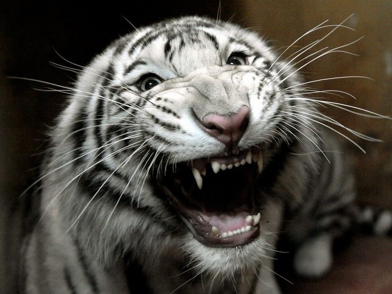 White Tiger - Attacked keepers at wildlife park