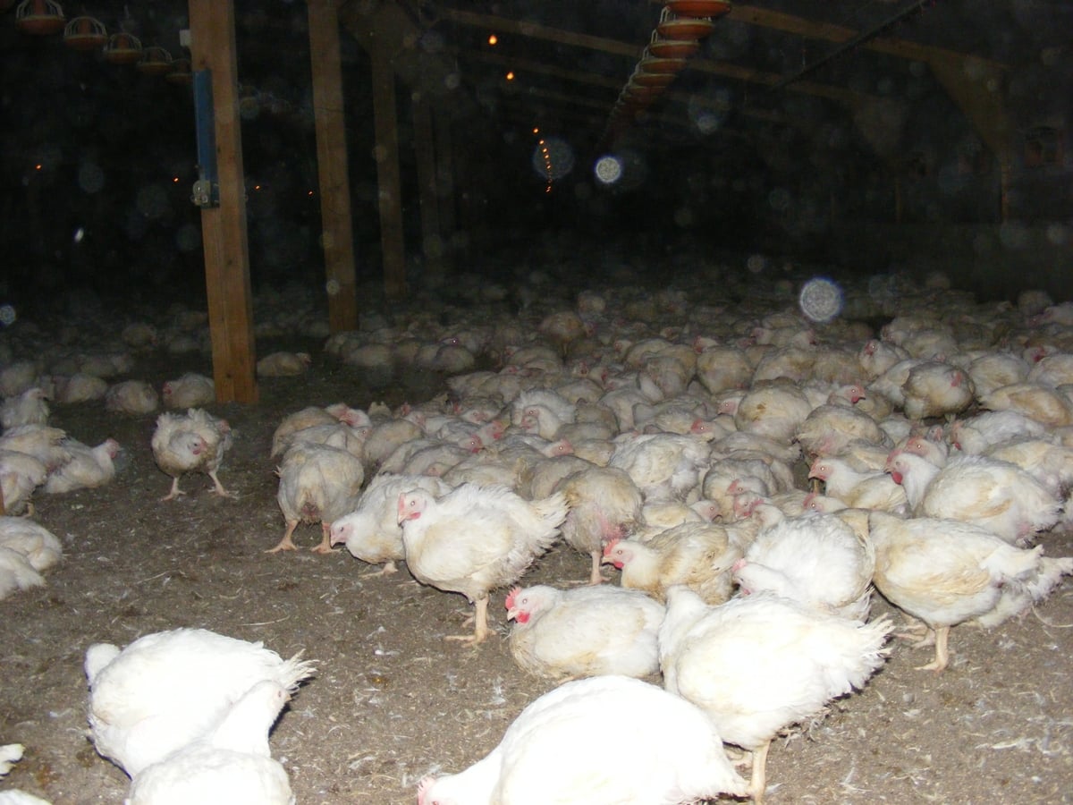 My Cappoquin Chickens