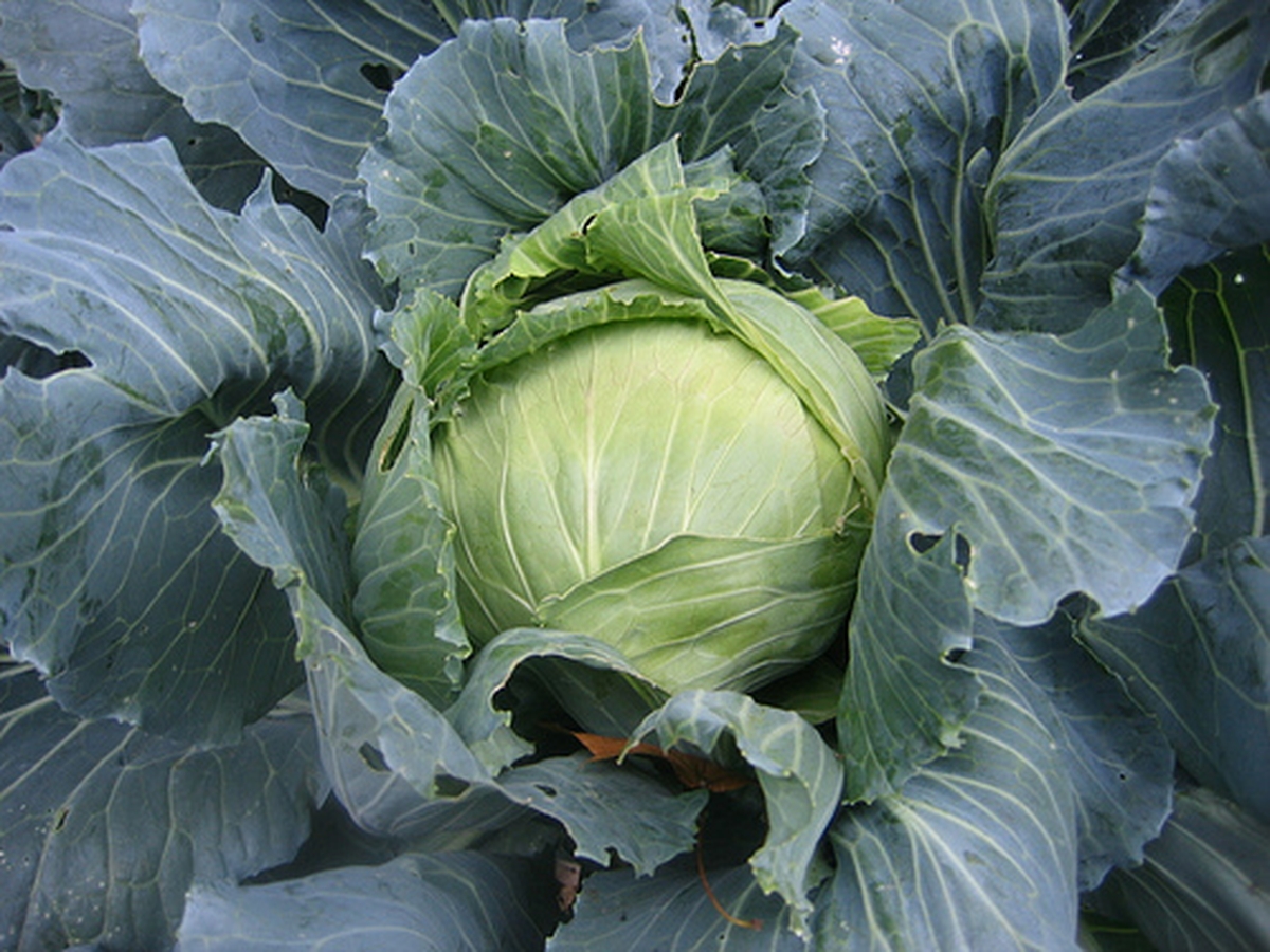 Born Under the Cabbage Leaves