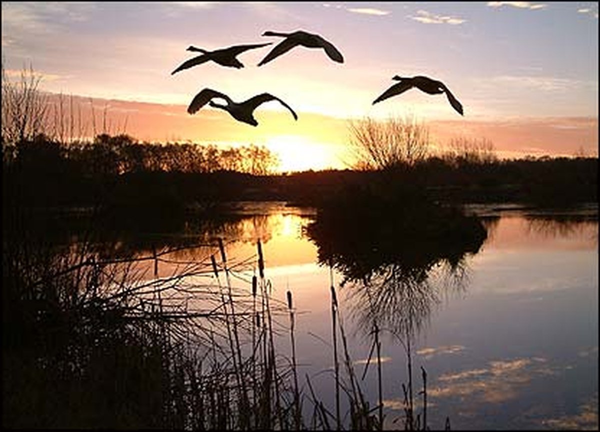 Raving Loons vs Northside Nightjars