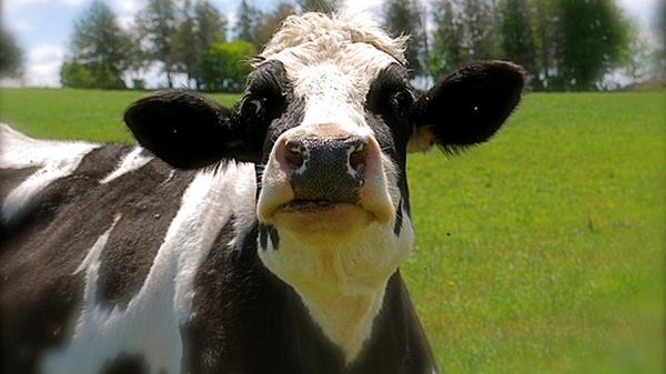 Book On One: The Cow Book by John Connell, Episode 8