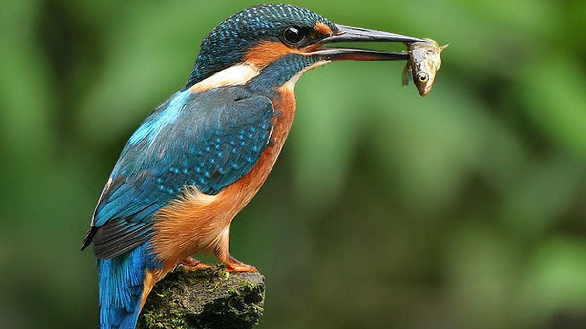 Kingfisher - King of the Fishers