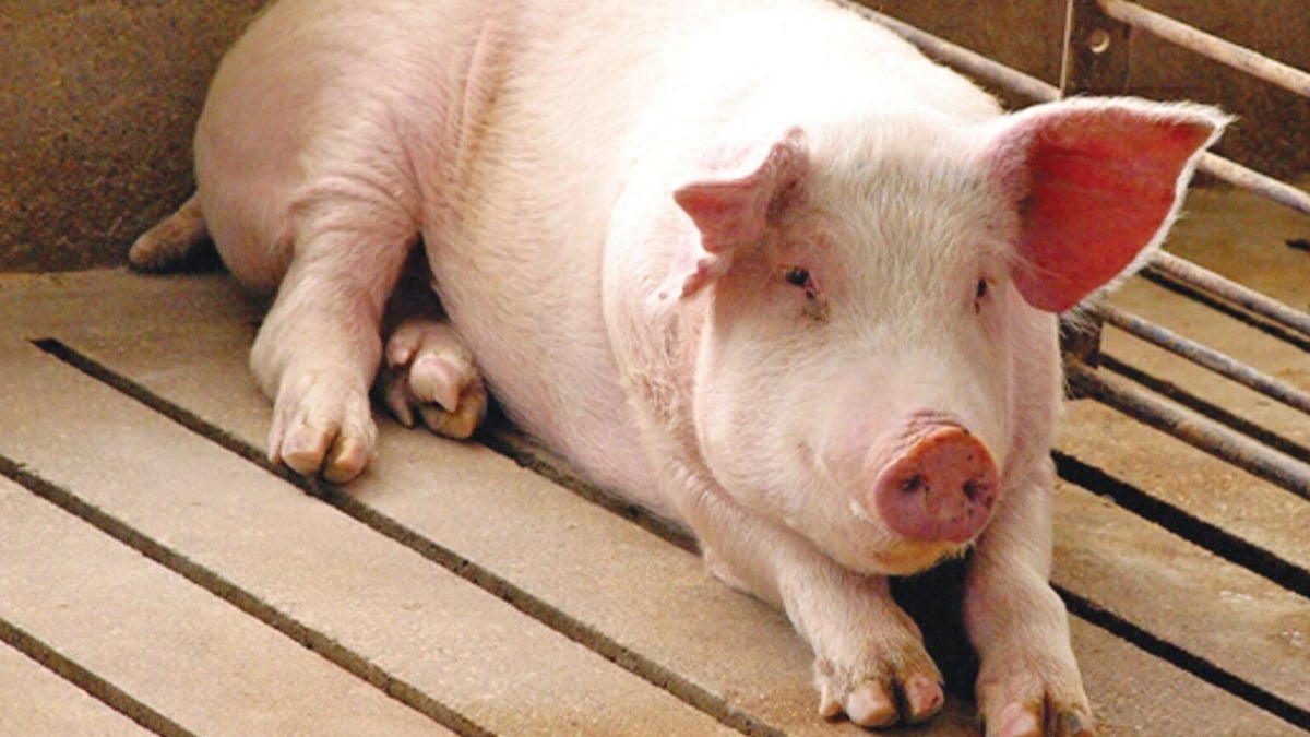 Nobody ever went to America to learn how to kill a pig