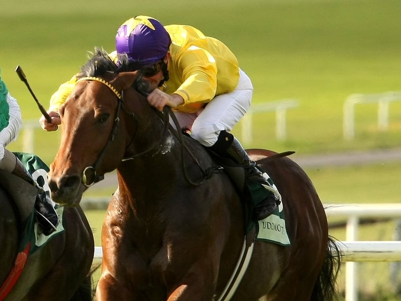 Sea The Stars is the top-rated horse in the world