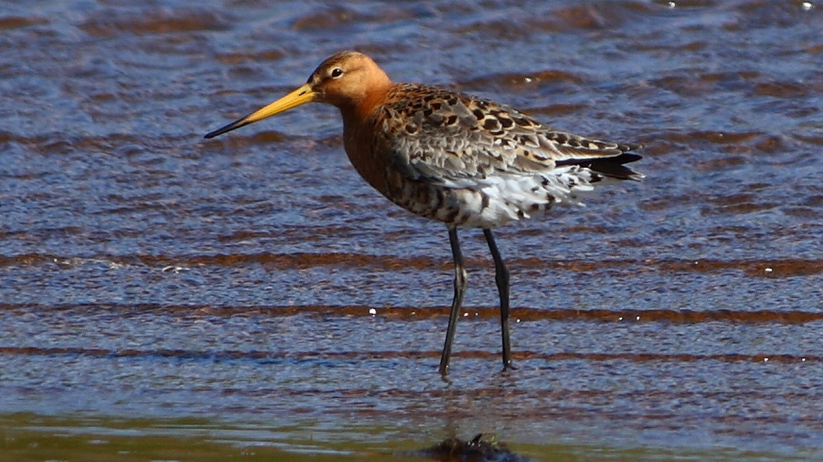 The Black-Tailed Godwit