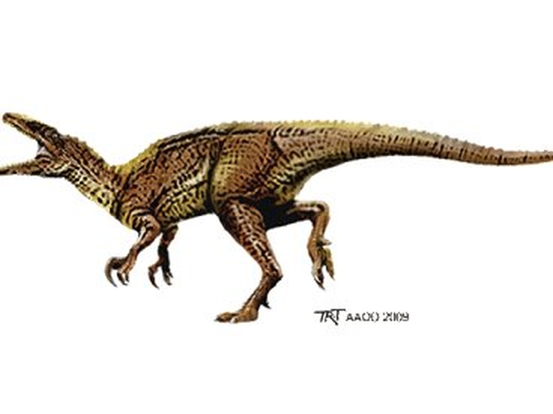 'Banjo' - Meat-eating theropod dinosaur