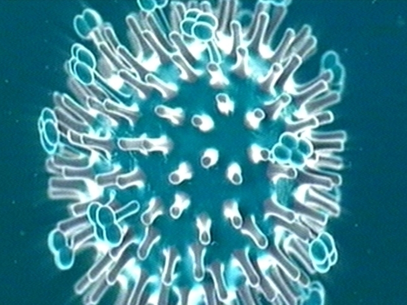 Swine flu - Found in Irish pig herd