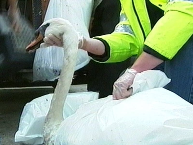 Swan - Massive outbreak in June