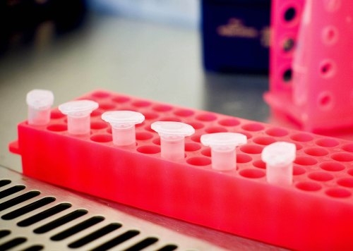 Swine flu - Trials to confirm safety and effectiveness of vaccine